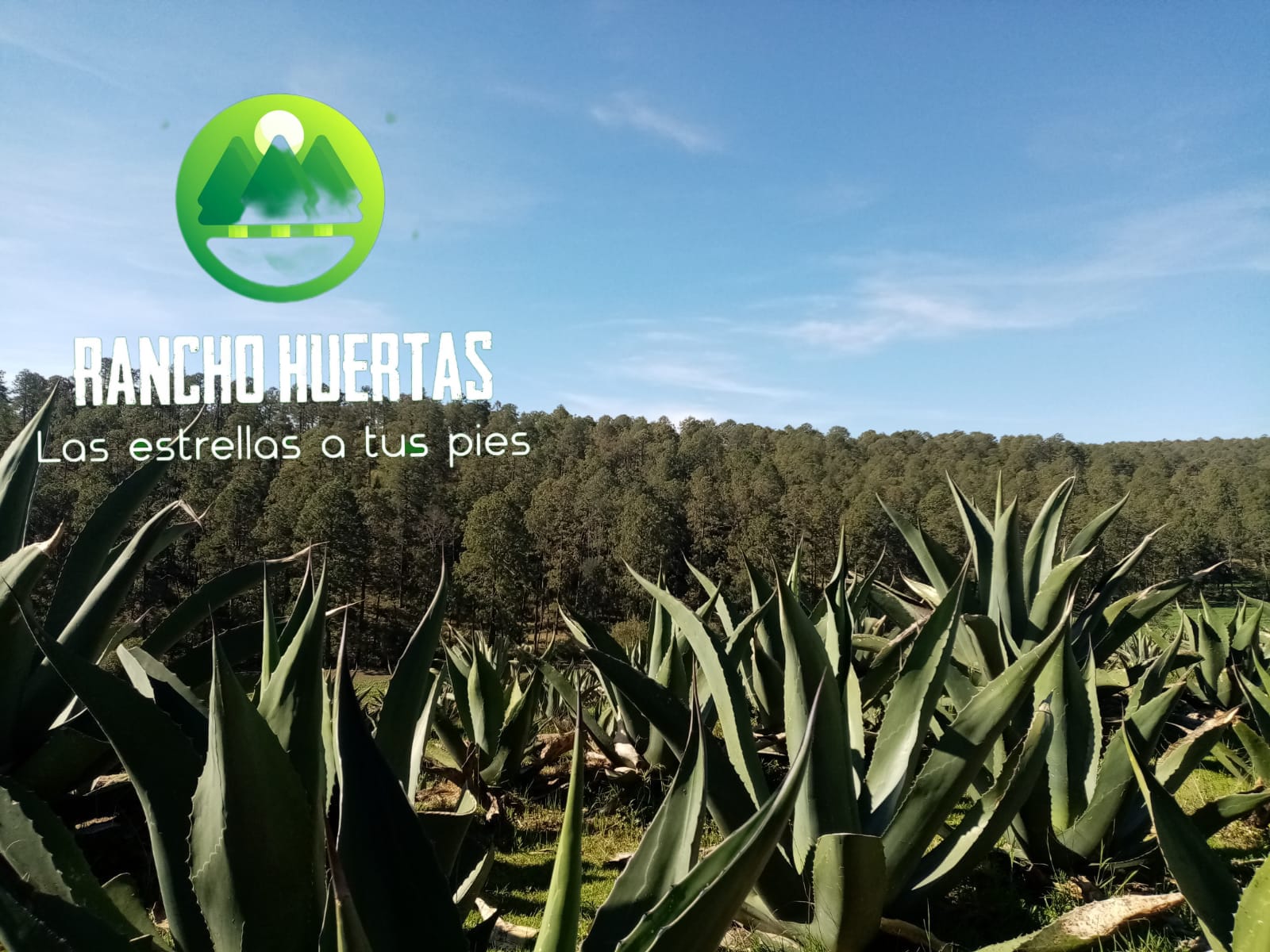 Luciérnagas en el bosque