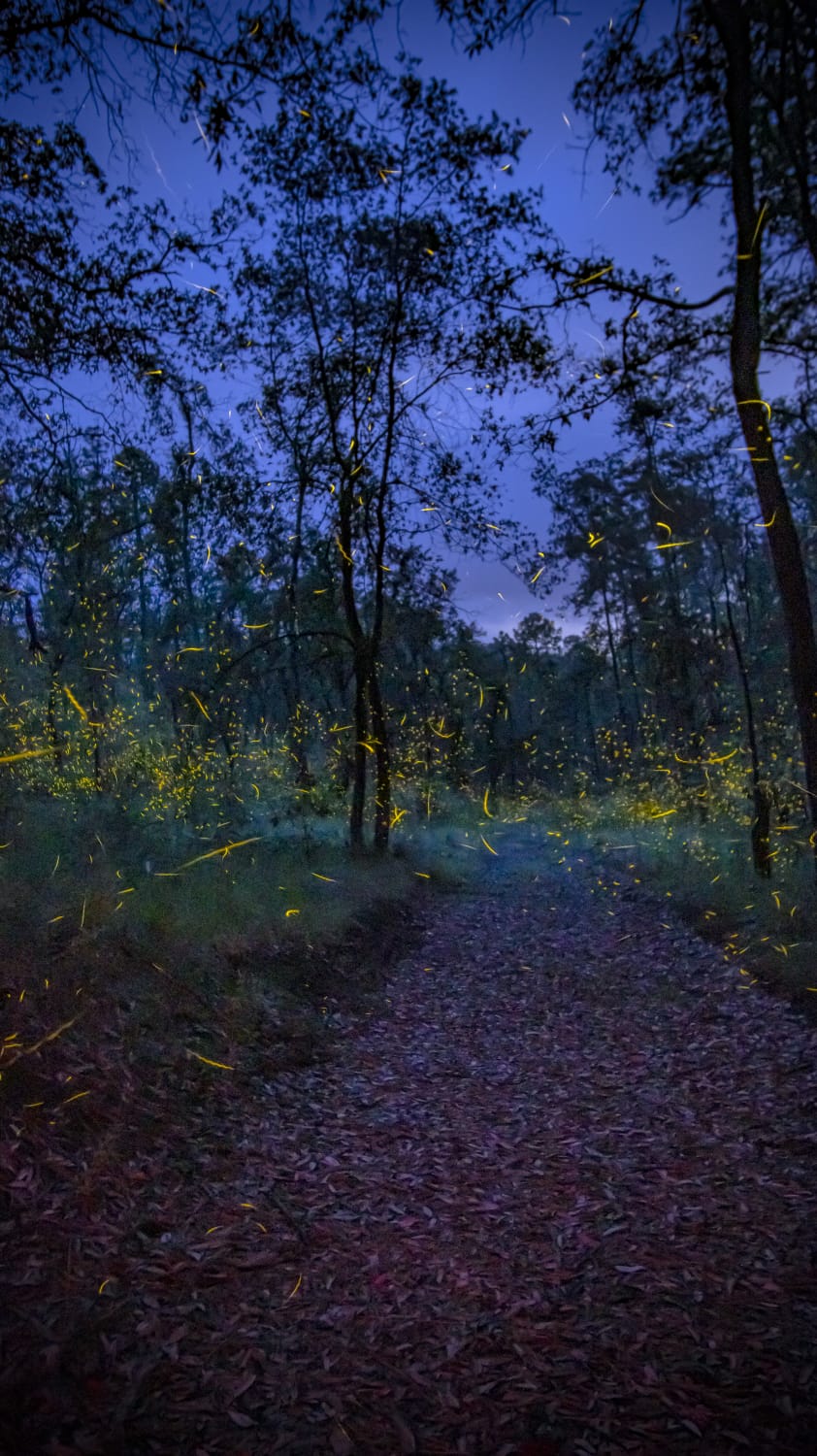 Bosque de luciérnagas en Rancho Huertas